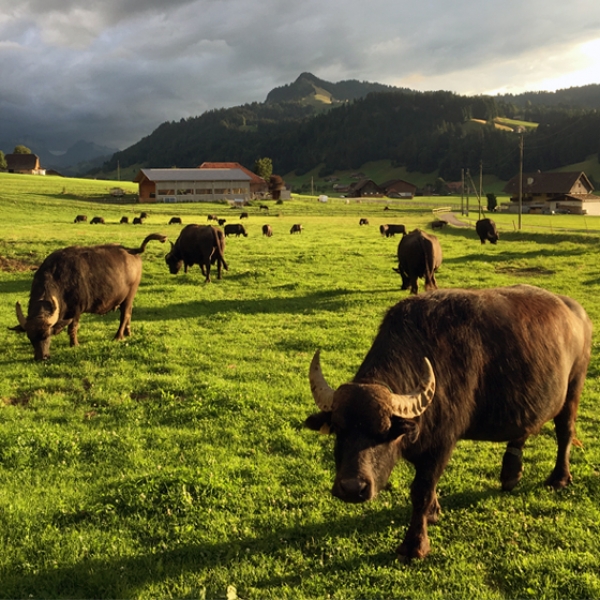 Flight to the home of the water buffalo